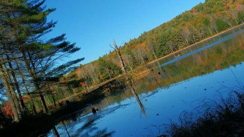 Reflection of trees in calm lake