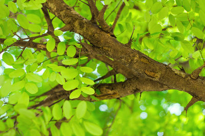 View of a lizard on tree