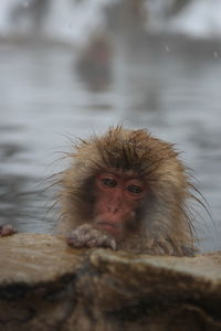 Portrait of monkey