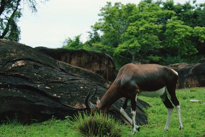 Horse grazing in a field