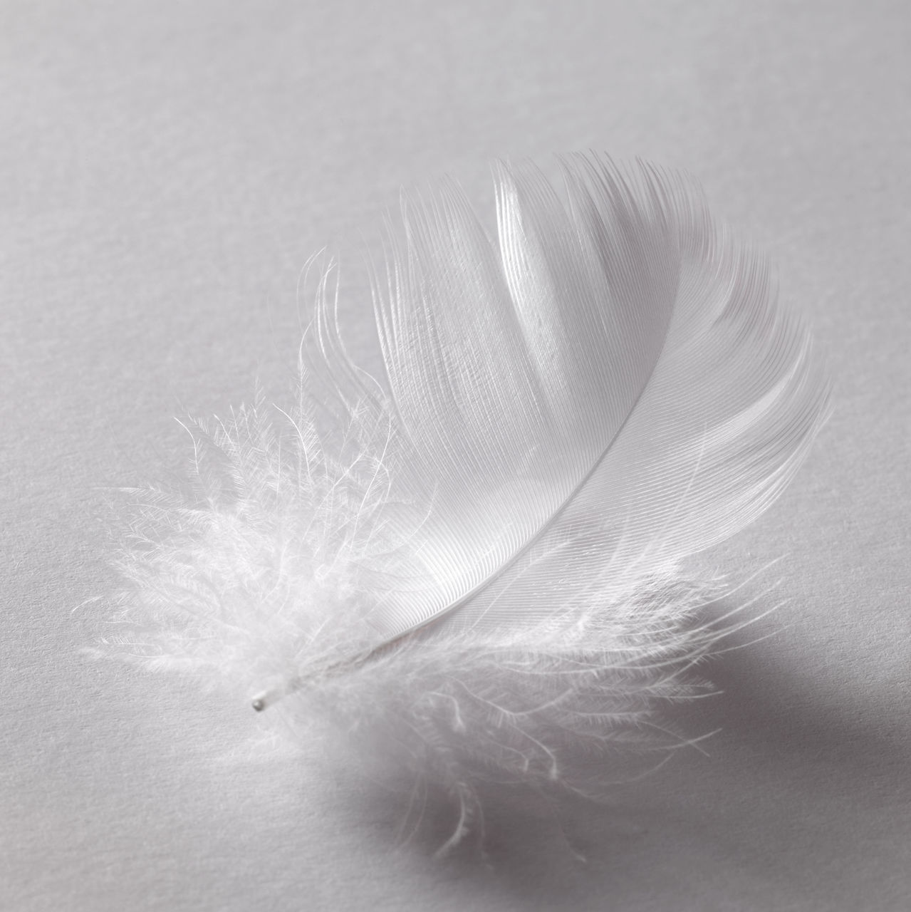 CLOSE-UP OF WHITE FEATHER