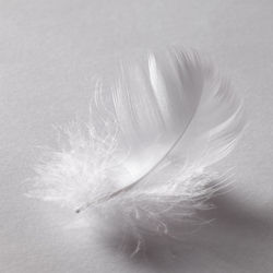 Close-up of feather on white surface