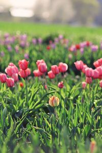 Close-up of red flowers blooming in field