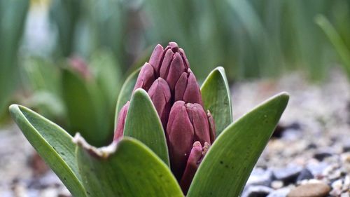 Close-up of pink flowering plant