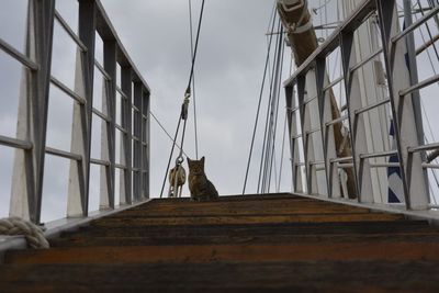 Low angle view of cat sitting against sky