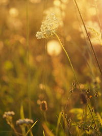 sunlight