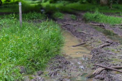 Close-up of grass growing in water