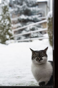 Portrait of cat looking through window during winter