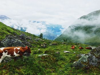 Cows on mountain against sky in foggy weather