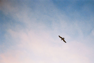 Low angle view of seagull flying against sky