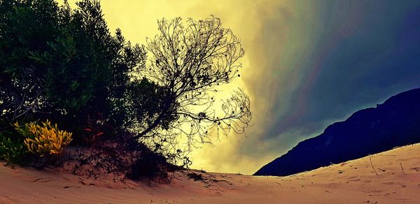 Tree against sky during sunset