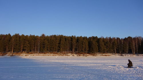 Scenic view of pine trees in forest against clear sky