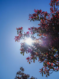 Low angle view of trees against sky