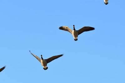 Low angle view of seagulls flying