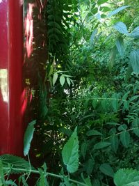 Plants growing in pond