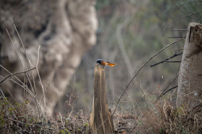 Close-up of bird on field