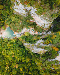 High angle view of trees in forest