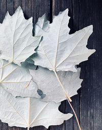 High angle view of maple leaves on wood