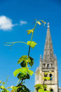 Low angle view of plants against blue sky