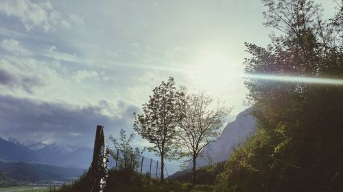 Sunlight streaming through trees against sky