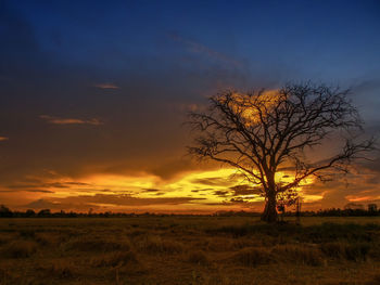 Silhouette bare tree on field against sky during sunset