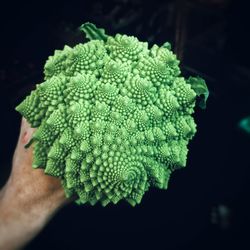 Close-up of hand holding leaf