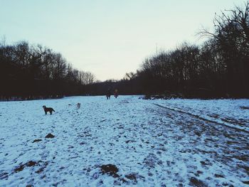 View of dog on snow covered landscape