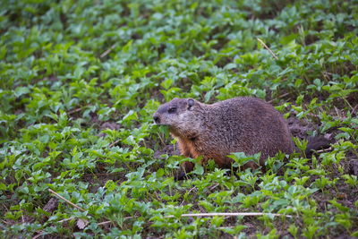 Cute adult groundhog seen mouth full eating ground cover plants during a spring morning