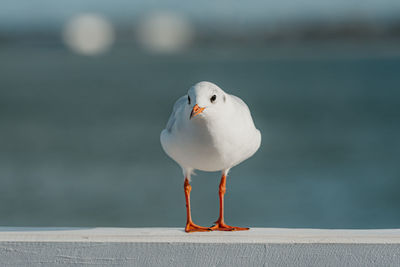 Close-up of seagull perching on retaining wall