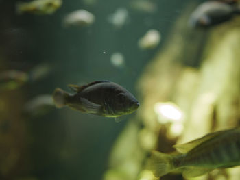 Close-up of fish swimming in aquarium