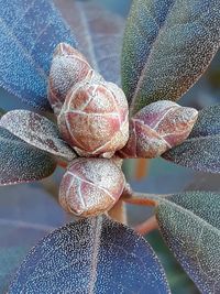 High angle view of plant growing outdoors