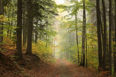 Pine trees in forest during autumn