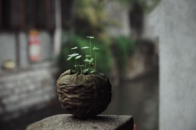 Plants growing in dry coconut shell on retaining wall