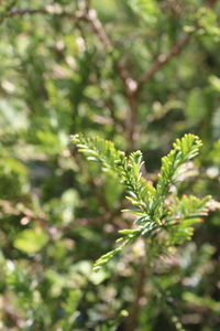 Close-up of plant against blurred background