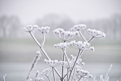 Close-up of snow on plant