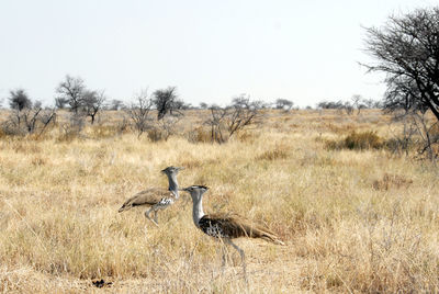 Bird on field