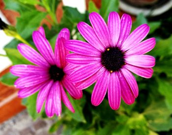 Close-up of fresh pink flowers blooming outdoors