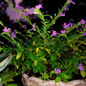 Close-up of purple flowers