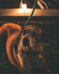 Close-up of dog looking away