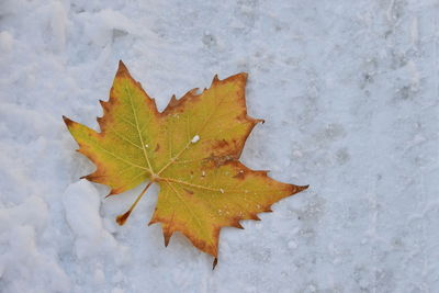 Close-up of maple leaf on snow covered plant