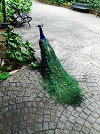 Peacock on stone wall