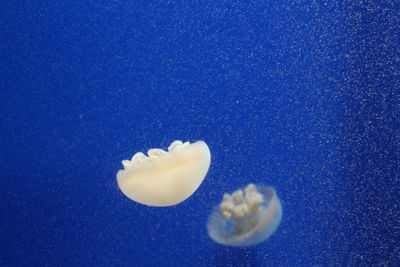 Close-up of jellyfish in water