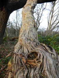 Close-up of tree trunk in forest