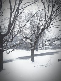 Bare tree on snow covered landscape