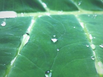 Close-up of leaves in water