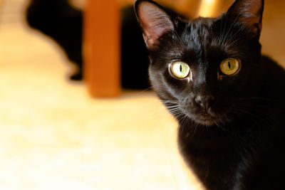 Portrait of black cat