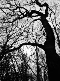 Low angle view of silhouette bare tree against sky