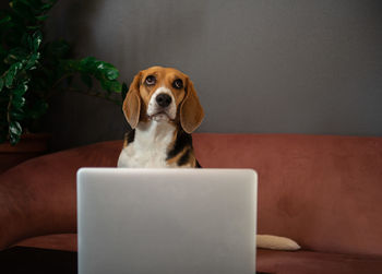 Serious dog beagle using laptop computer on couch or sofa at home
