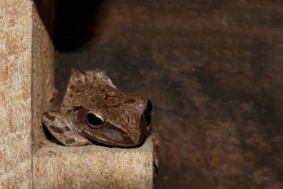 Close-up of frog on wood