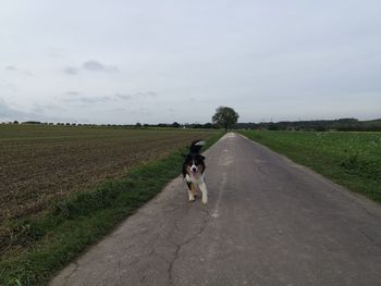 Dog on road amidst field against sky